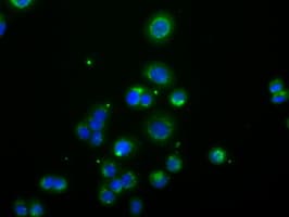 ACAT2 Antibody (clone OTI3A11, Carrier-free)