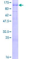 Human AREL1 / KIAA0317 Protein (Recombinant GST)