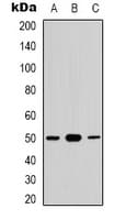 Polyclonal Rabbit anti-Human CDC37 Antibody (N-Terminus, IHC, WB)