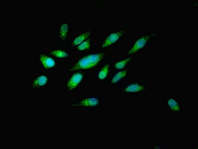 PILRB Antibody
