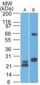 VISA / MAVS Antibody (aa93-298, clone 58N3E1)