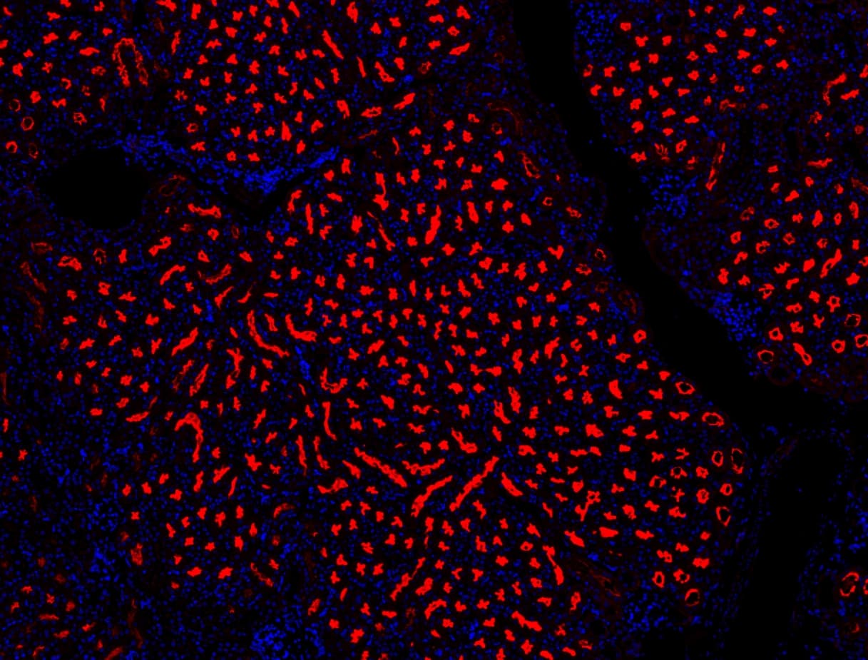 NALP3 / NLRP3 Antibody (aa12-31)