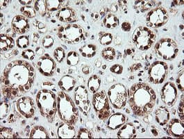 OTUB1 / OTU1 Antibody (clone OTI5F7)