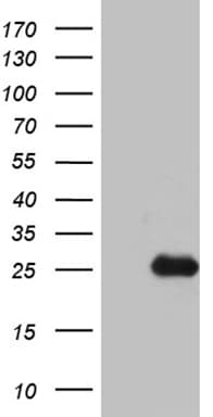 MED9 Antibody (clone OTI6E3)