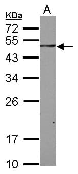 SH3BP5 / SAB Antibody