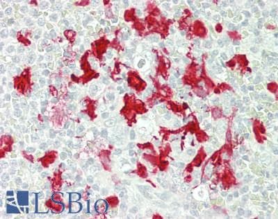 IHC-plus™ IDO1 / IDO Antibody (clone 4B11)