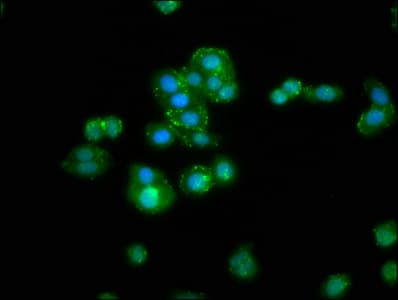 Polyclonal Rabbit anti-Human RBMS3 Antibody (IF)