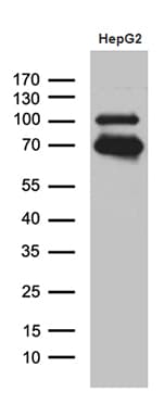 Monoclonal Mouse anti-Human IRF2BP1 Antibody (clone OTI1H9, Carrier-free, aa457-584, IHC, WB)