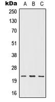 IFNW1 Antibody (Internal)