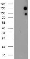 Monoclonal Mouse anti-Human USP10 Antibody (clone OTI1A10, IHC, WB)