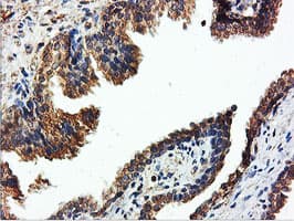 ILVBL Antibody (clone OTI8B12)
