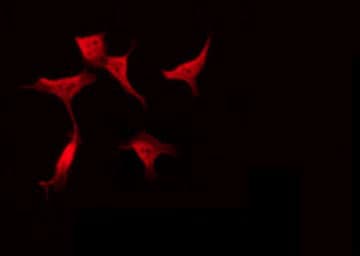 PLEKHG4 Antibody
