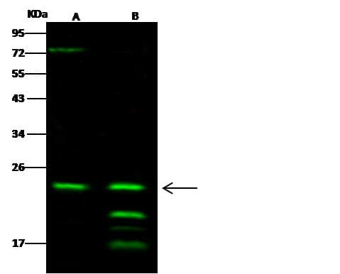 RAB6A / RAB6 Antibody (Preservative Free)