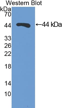 DDOST / OST48 Antibody (aa29-412)