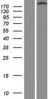 Human ITGB4 / Integrin Beta 4 Protein (Over-Expression Lysate Myc-DDK (Flag))