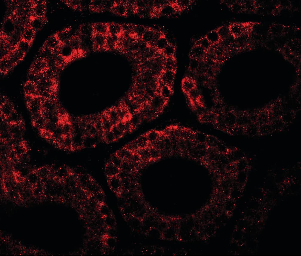 IHC-plus™ MOSPD1 Antibody