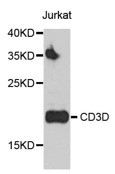 CD3D Antibody