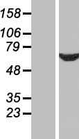 CWC27 Protein (Over-Expression Lysate Myc-DDK (Flag))