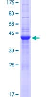 Human SLX1A / GIYD1 Protein (Recombinant GST)