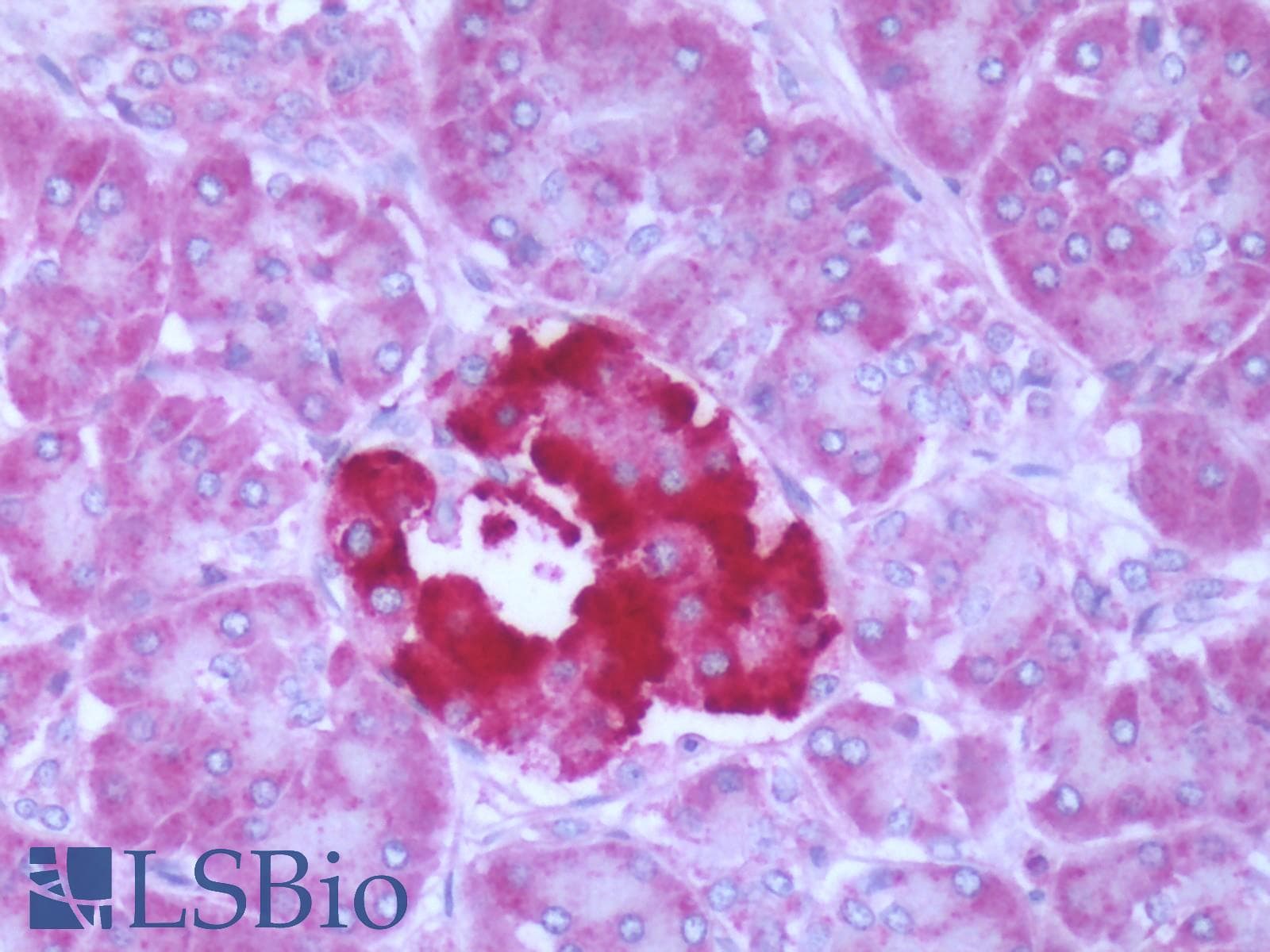 PathPlus™ Polyclonal Rabbit anti-Human FFAR1 / GPR40 Antibody (Cytoplasmic Domain, IHC, WB)