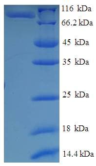Saccharomyces cerevisiae IFM1 Protein (Recombinant GST)