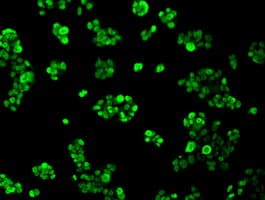 HNRNPF / hnRNP F Antibody (clone OTI5F5)