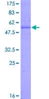 Human EGFL7 Protein (Recombinant GST)