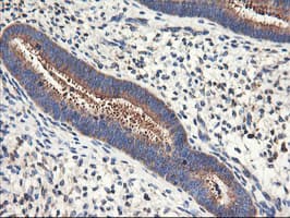 ENPEP / Aminopeptidase A Antibody (clone OTI3E7)