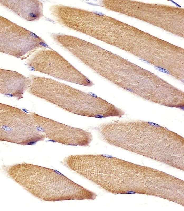VCL / Vinculin Antibody