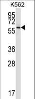 NPFFR1 / GPR147 Antibody (aa337-366)