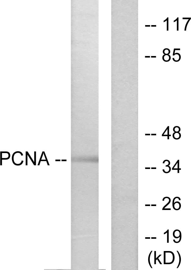 PathPlus™ Polyclonal Rabbit anti-Human PCNA Antibody (aa61-110, IHC, WB)