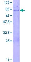 Human MSY2 / YBX2 Protein (Recombinant GST)