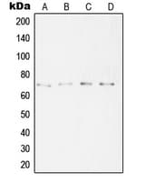 SYT16 Antibody (Internal)
