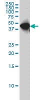 WDR4 Antibody (clone 1F9)