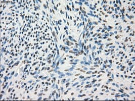 GBP2 Antibody (clone OTI1D1)