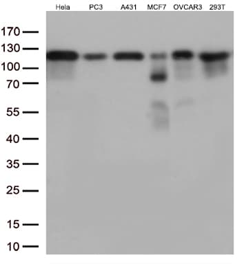 TRIM28 / KAP1 Antibody (clone OTI2H10)