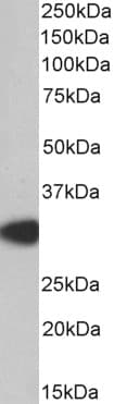 Polyclonal Goat anti-Human MYD88 Antibody (Internal Region, IHC, WB)