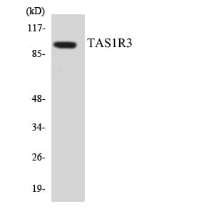 T1R3 / TAS1R3 Antibody (aa316-365)