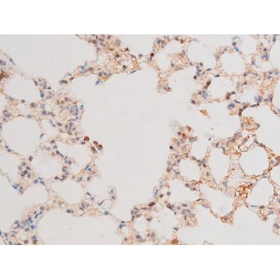 Polyclonal Rabbit anti-Human GATA4 Antibody (phospho-Ser262, IHC, IF, WB)