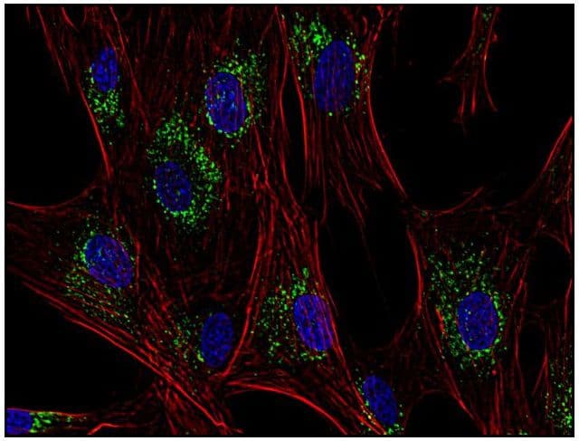 CD63 Antibody (clone MEM-259, AF488)