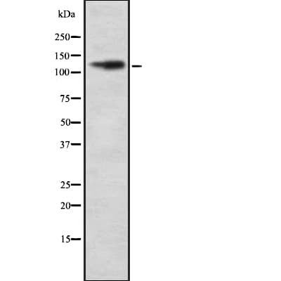 ITGAD / CD11d Antibody