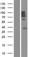 MAP7 Protein (Over-Expression Lysate Myc-DDK (Flag))