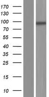 GLE1 Protein (Over-Expression Lysate Myc-DDK (Flag))