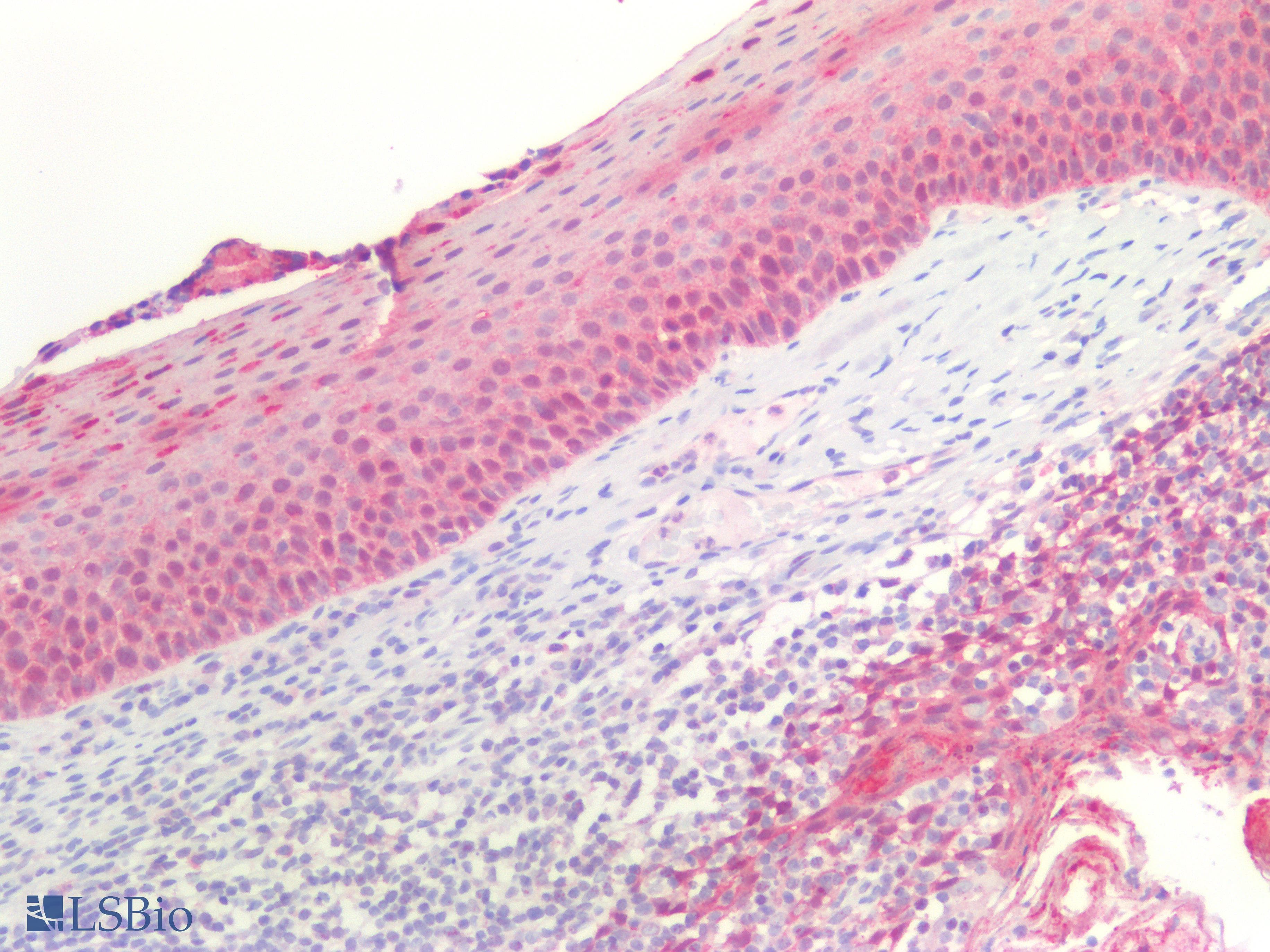 PathPlus™ SFN / Stratifin / 14-3-3 Sigma Antibody