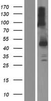 SERPINI2 / PANCPIN Protein (Over-Expression Lysate Myc-DDK (Flag))