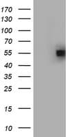 Monoclonal Mouse anti-Human HYPE / FICD Antibody (clone OTI15E10, aa61-265, WB)