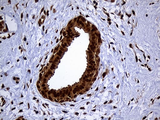 RAD21 Antibody (aa193-458, clone OTI2A12)
