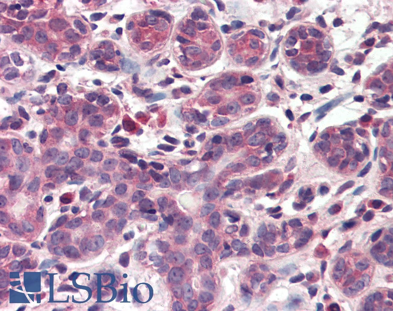 INSIG1 Antibody (Internal, DY488)