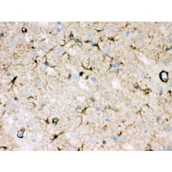 NDRG2 Antibody (aa210-247)