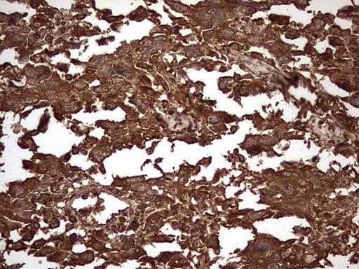 Monoclonal Mouse anti-Human SNX12 Antibody (clone OTI1B10, IHC, WB)